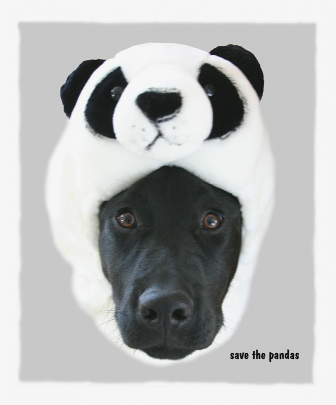 panda_dog